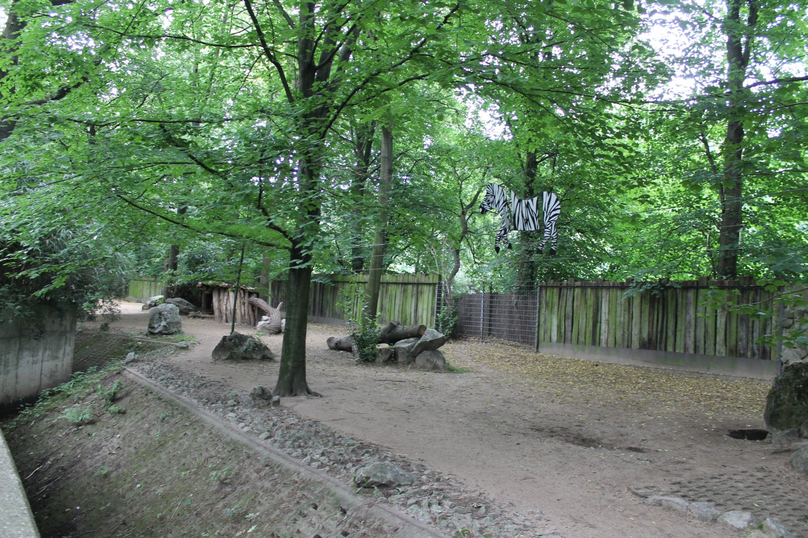 Enclosure African hunting dog