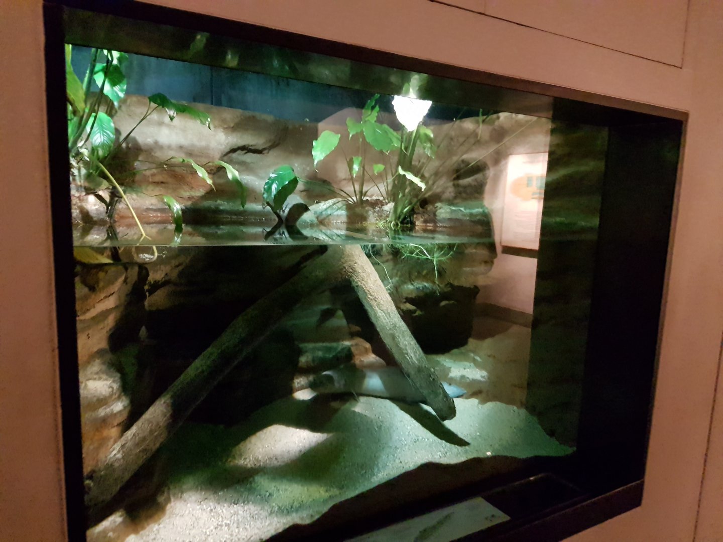 Enclosure African lungfish