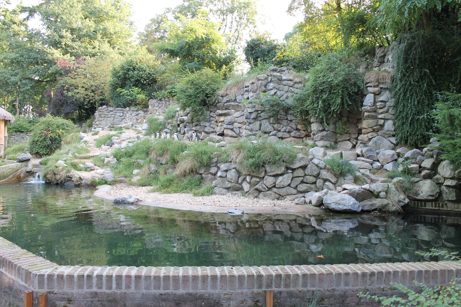 Enclosure African penguin