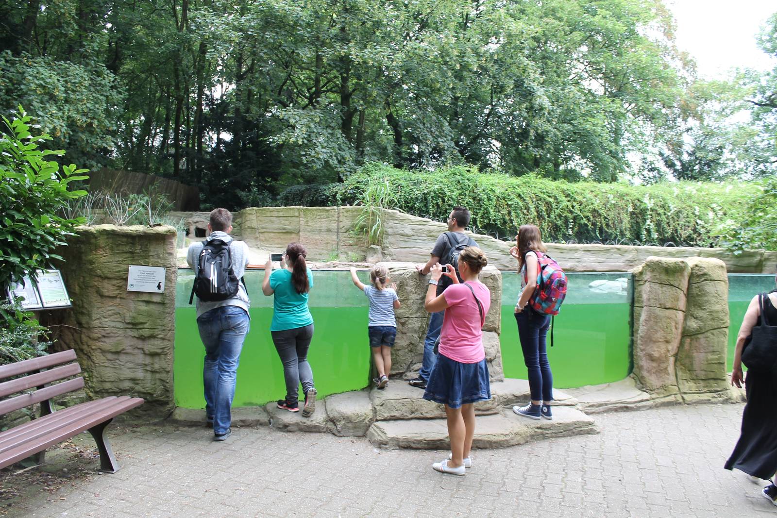 Enclosure African penguin