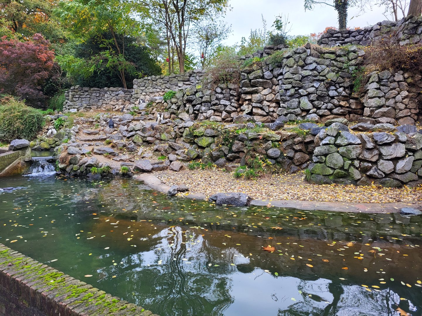 Enclosure African penguin
