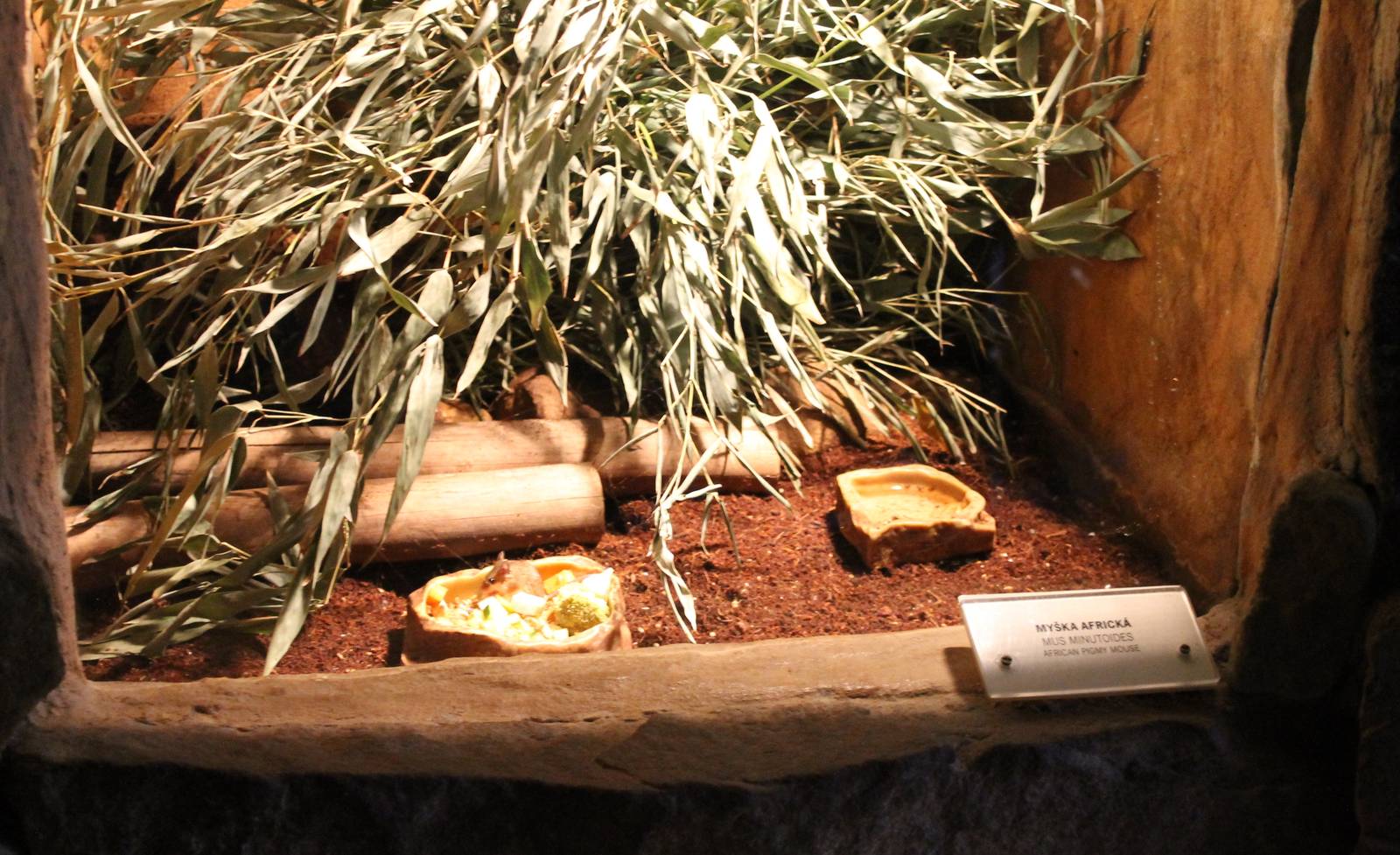 Enclosure African pygmy mouse