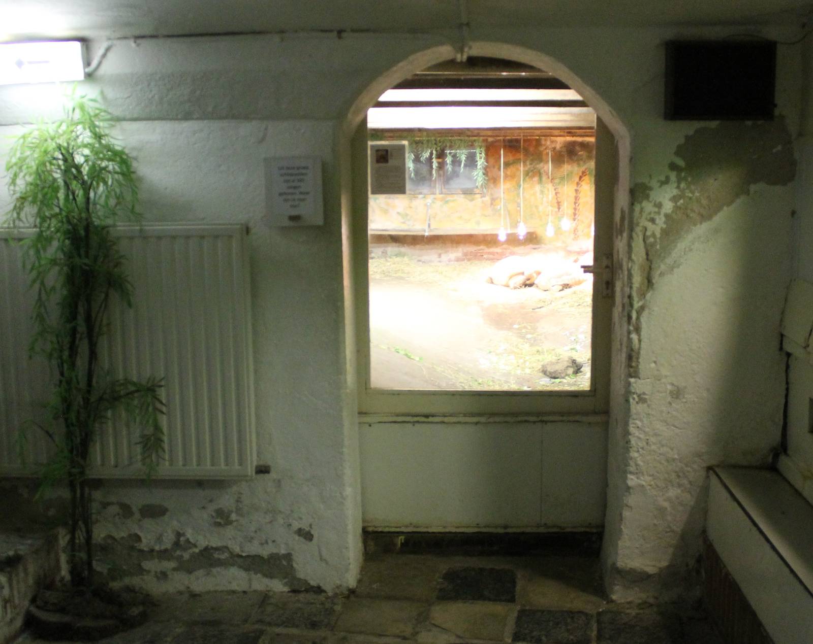 Enclosure African spurred tortoise