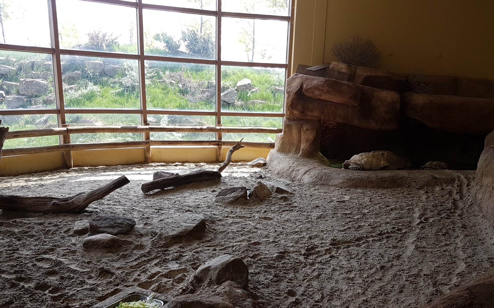 Enclosure African spurred tortoise