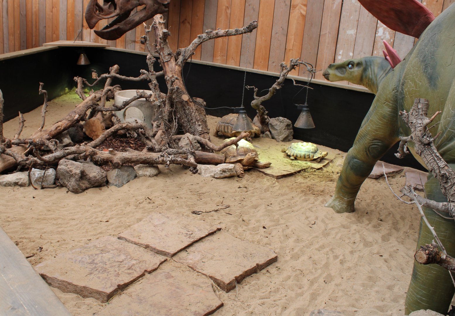 Enclosure African spurred tortoise