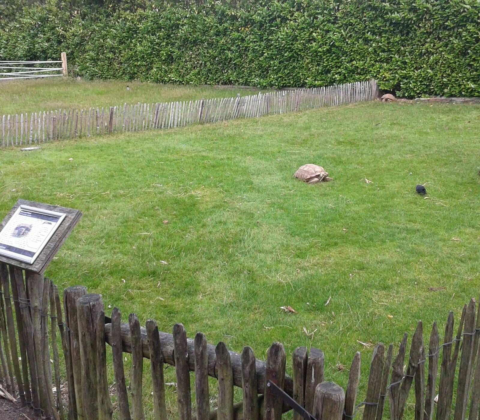 Enclosure African spurred tortoises