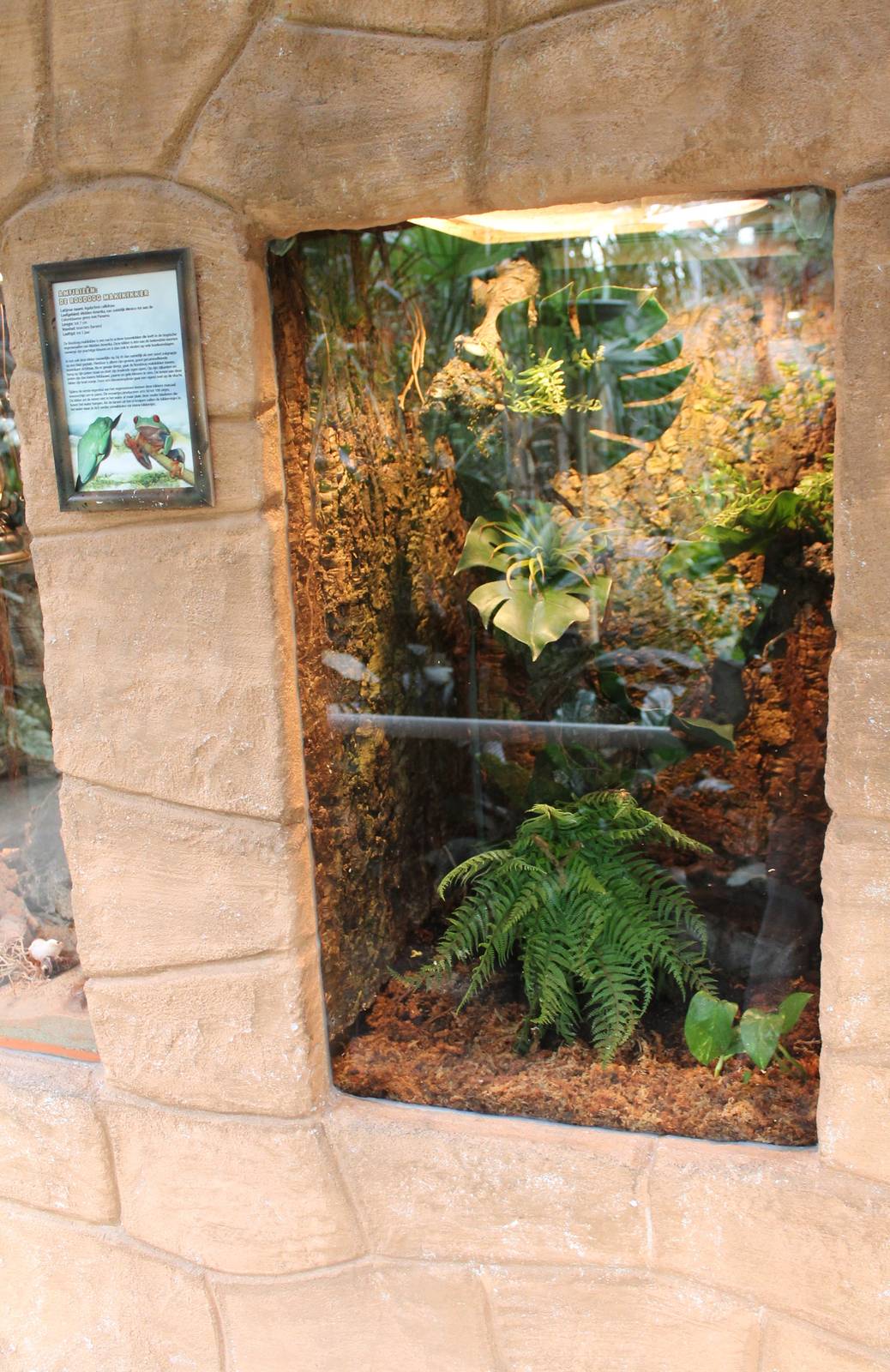 Enclosure Agalynchnis callidryas