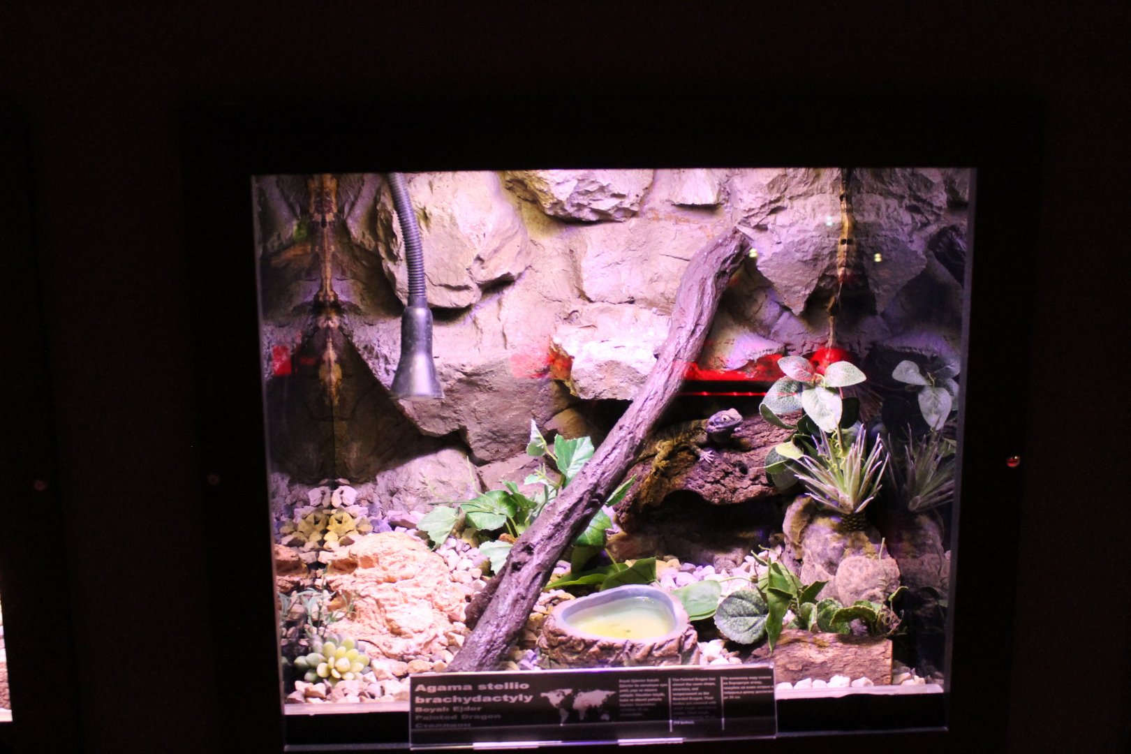 Enclosure Agama stellio