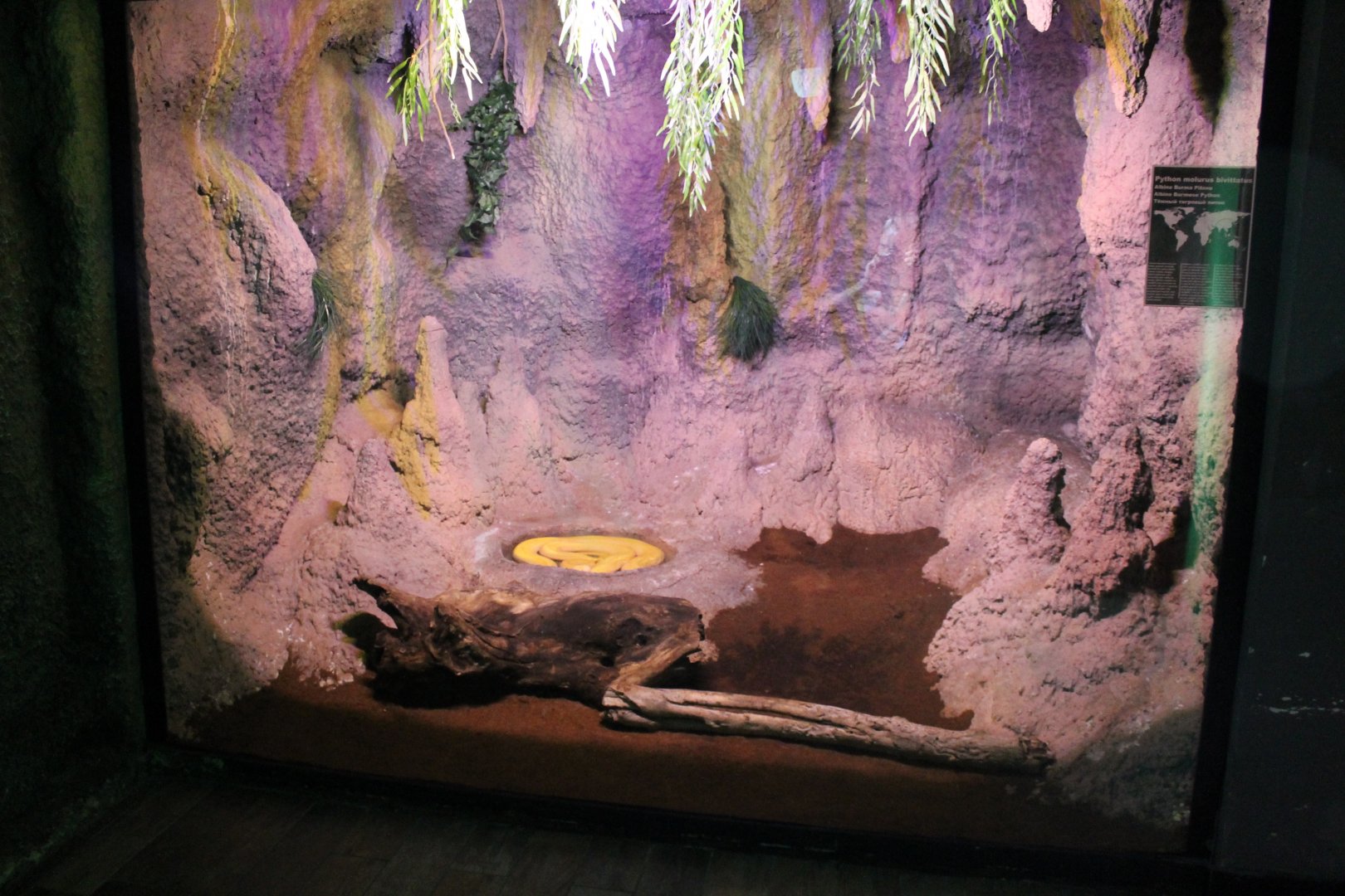 Enclosure Albino Burmese python