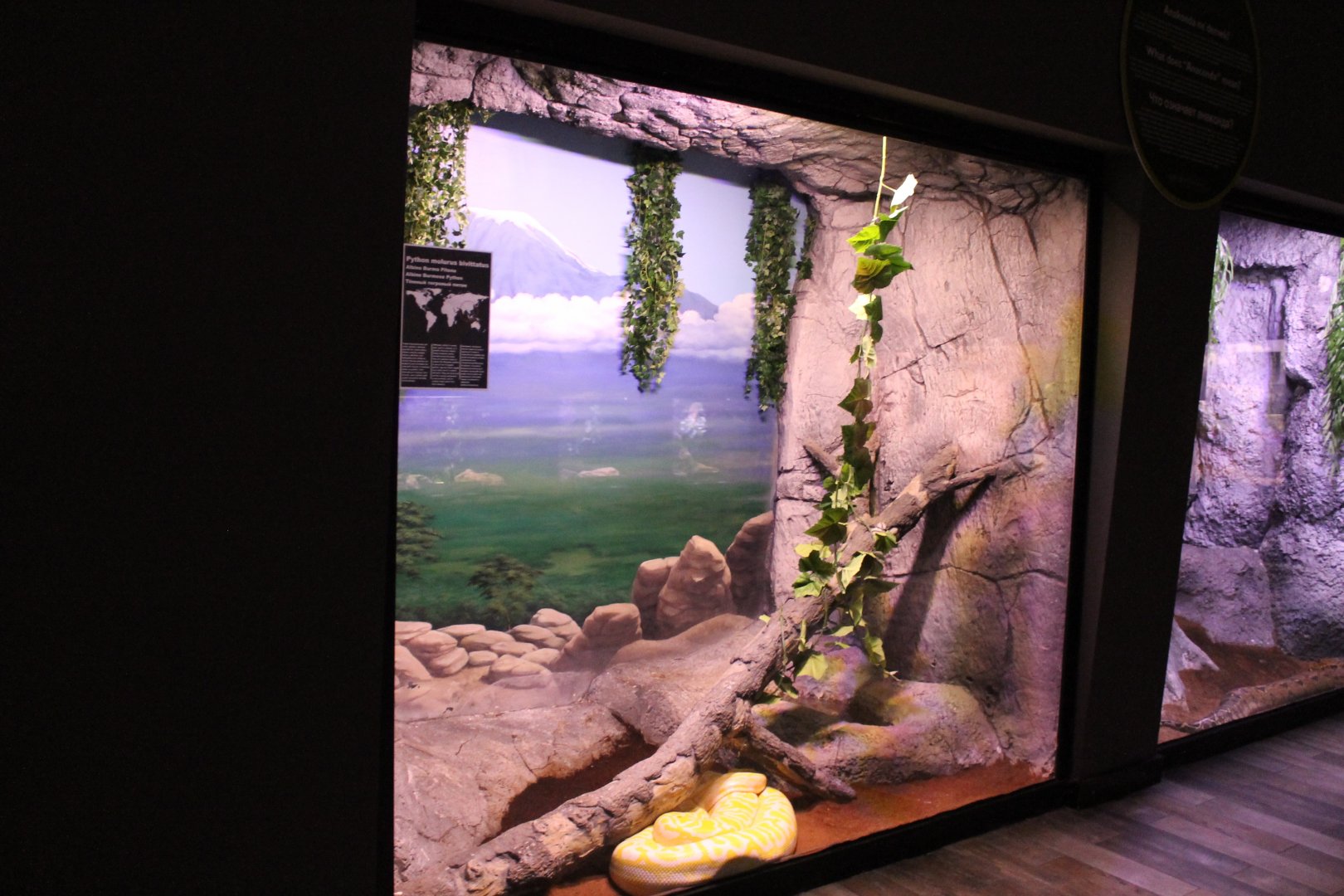 Enclosure Albino Burmese python