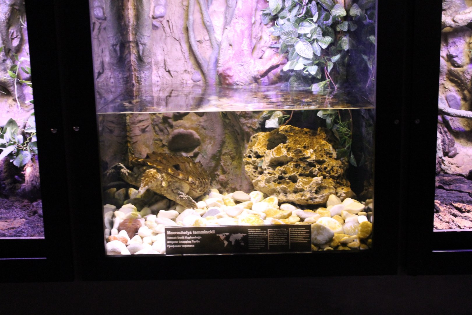 Enclosure Alligator snapping turtle