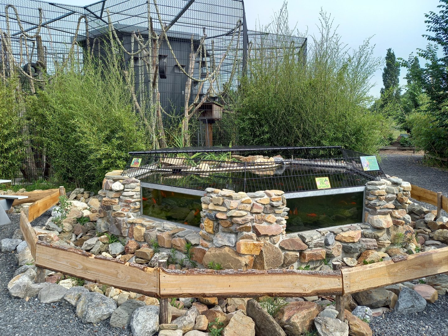 Enclosure Alligator snapping turtle