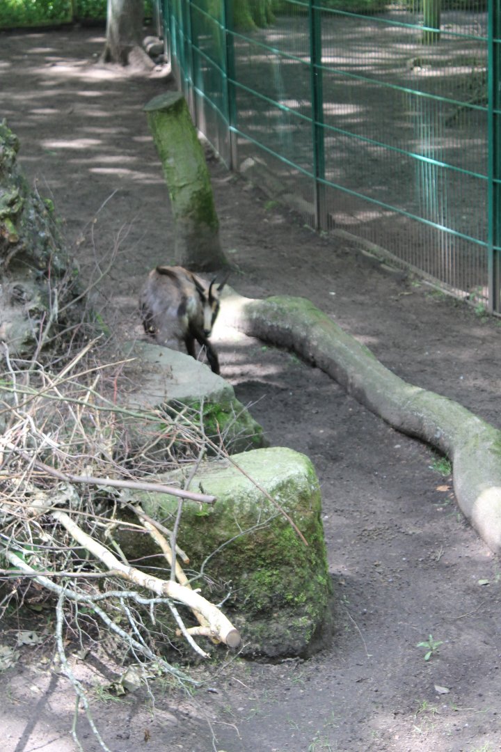 Enclosure Alpine chamois