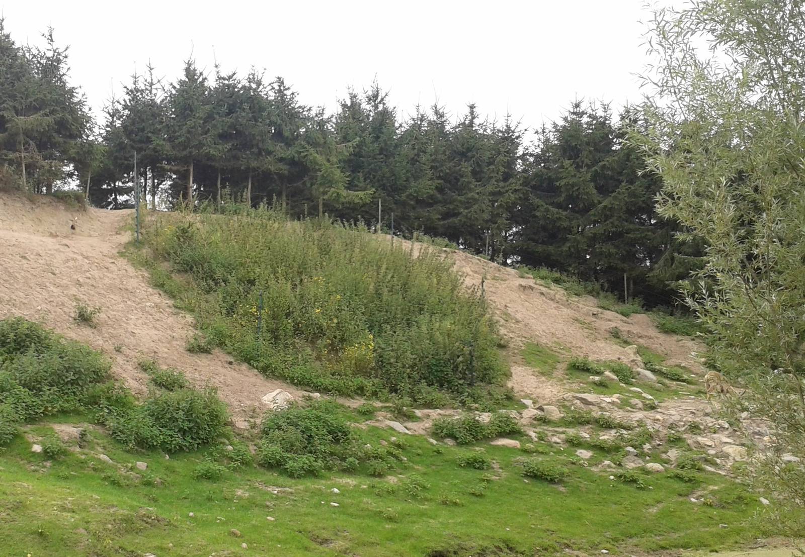 Enclosure Alpine ibex