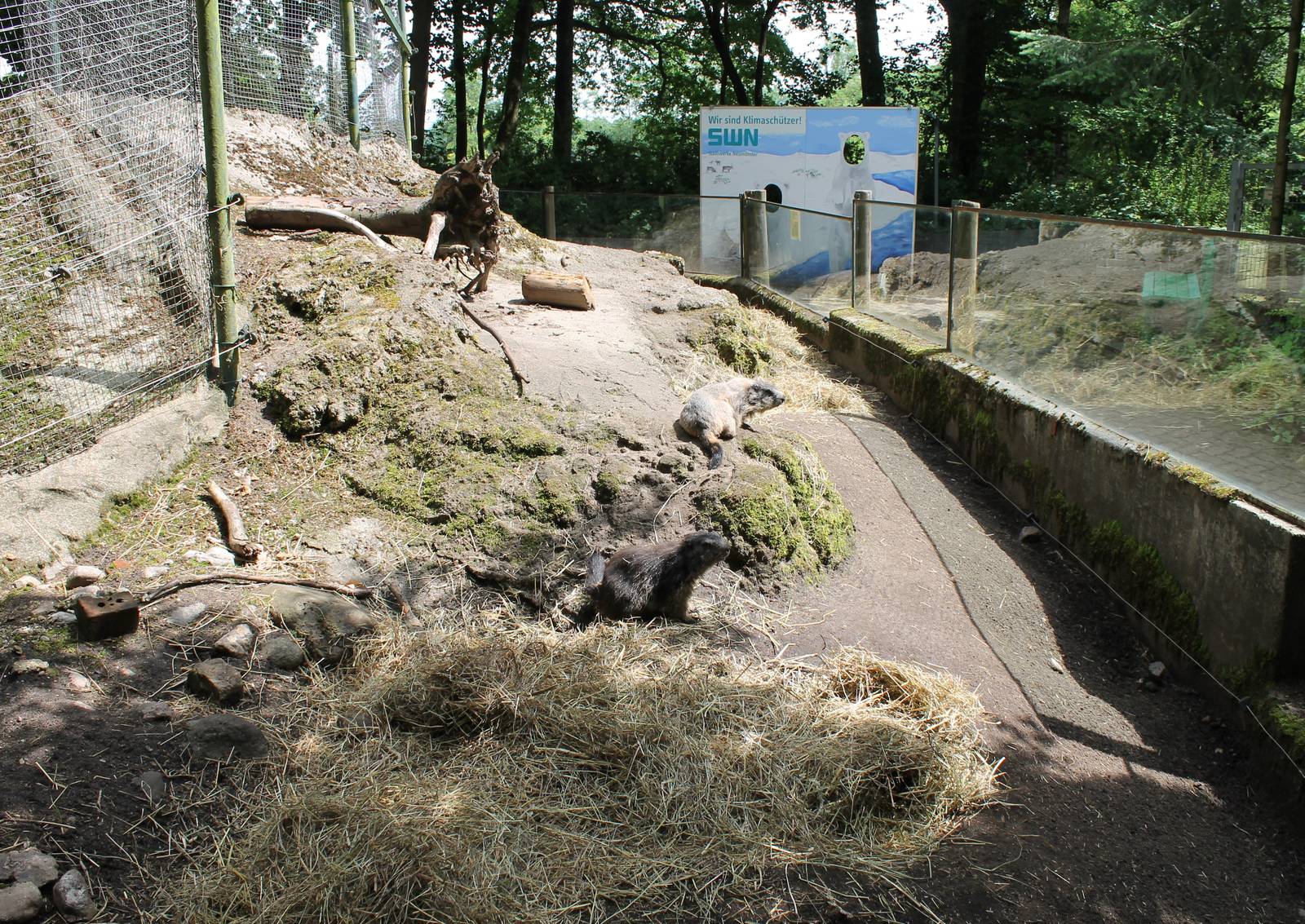 Enclosure Alpine marmot