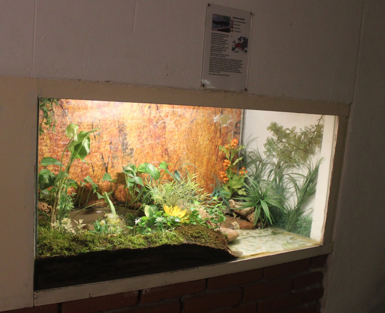 Enclosure Alpine newt