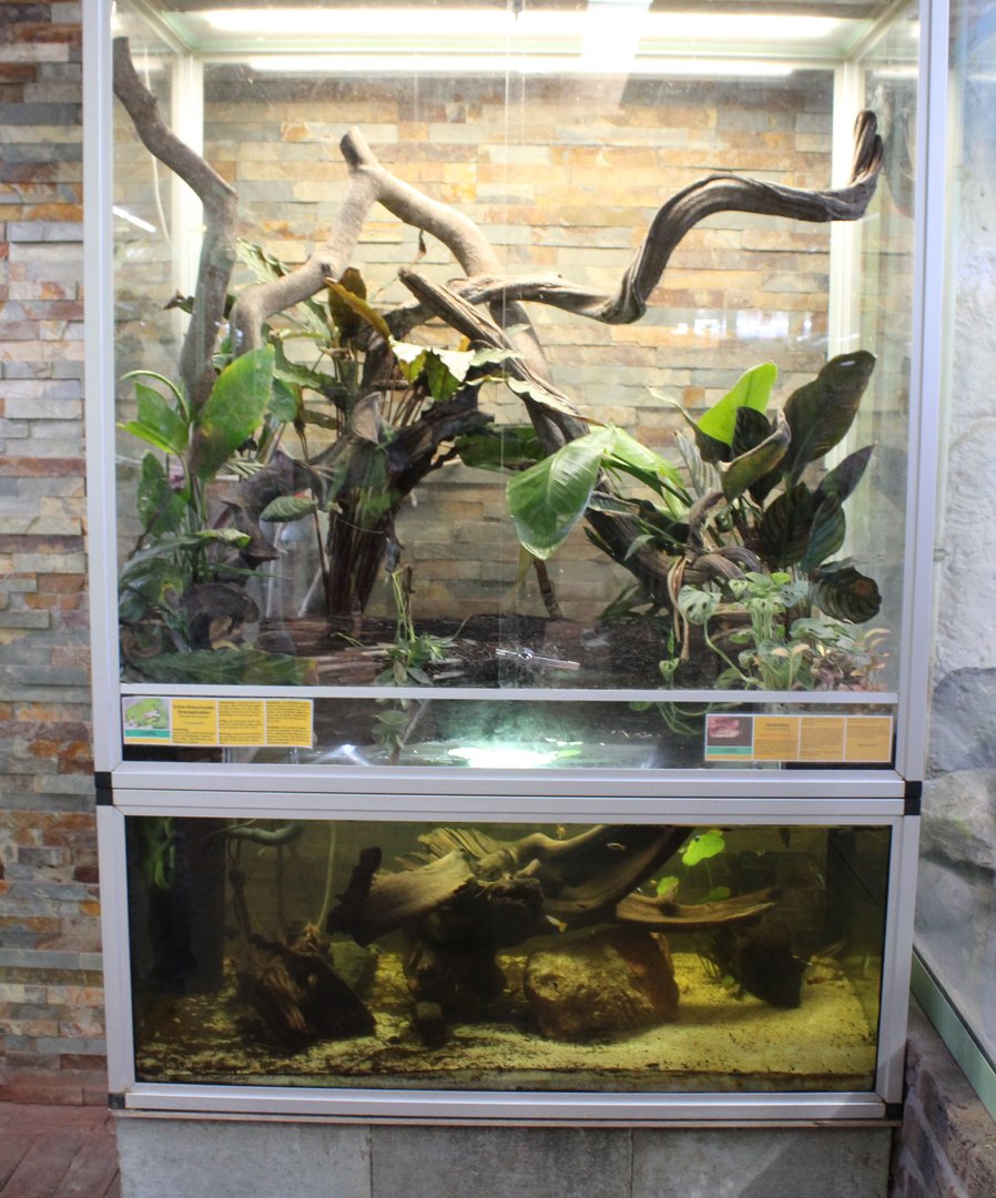 Enclosure Amazone tree boa - Green ratsnake