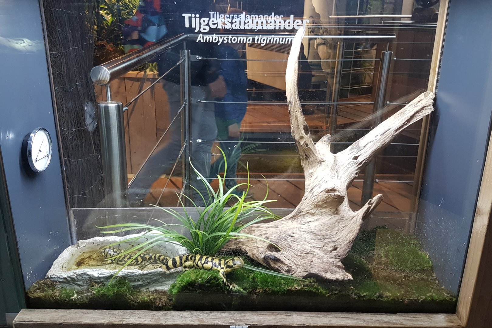 Enclosure Ambystoma tigrinum