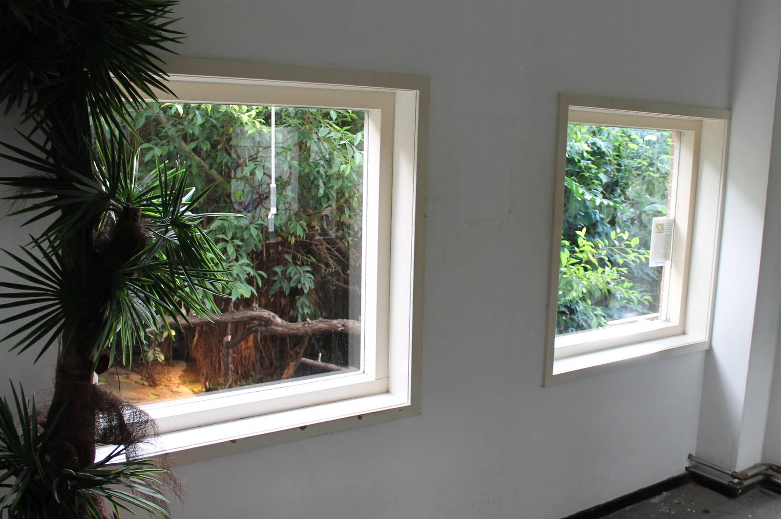 Enclosure American alligator