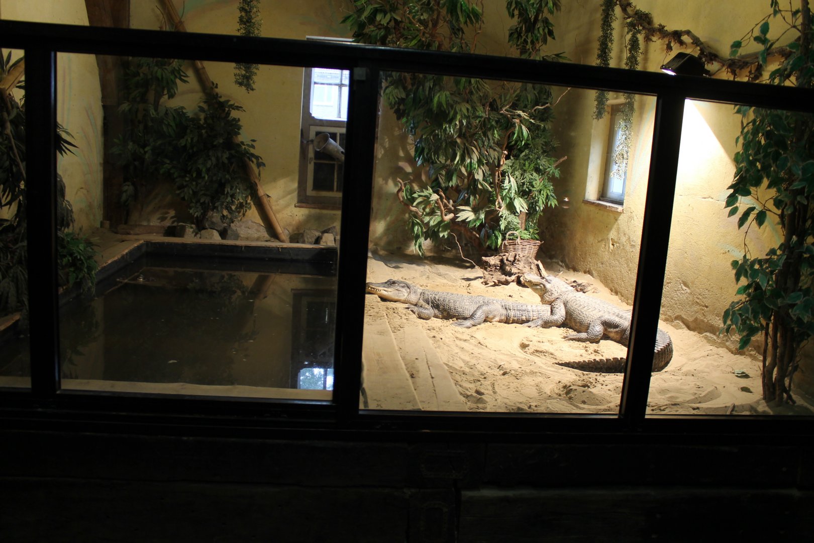 Enclosure American alligator