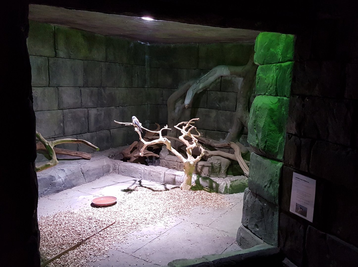 Enclosure American kestrel