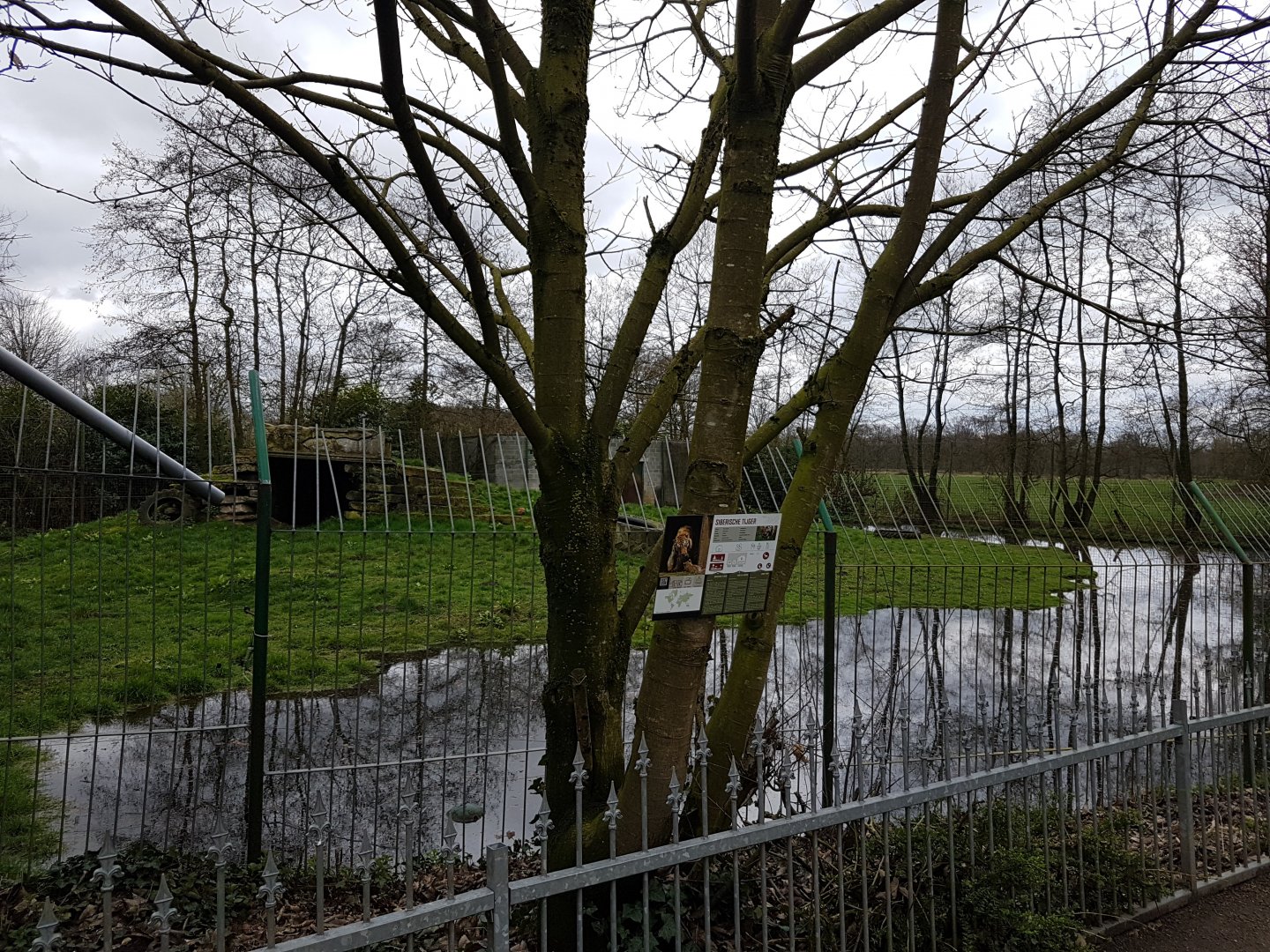 Enclosure Amur tiger