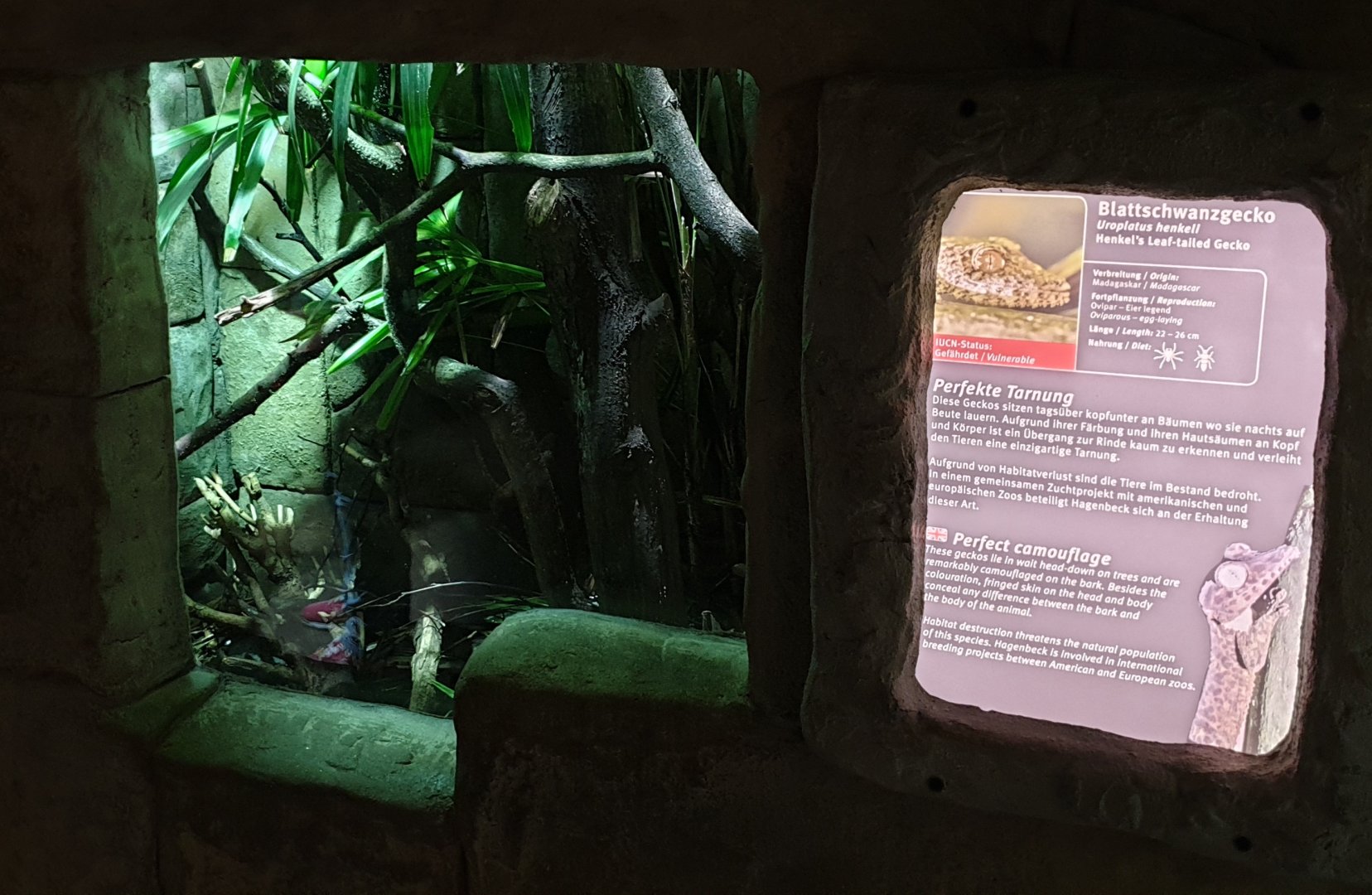 Enclosure and sign Leaf-tailed gecko