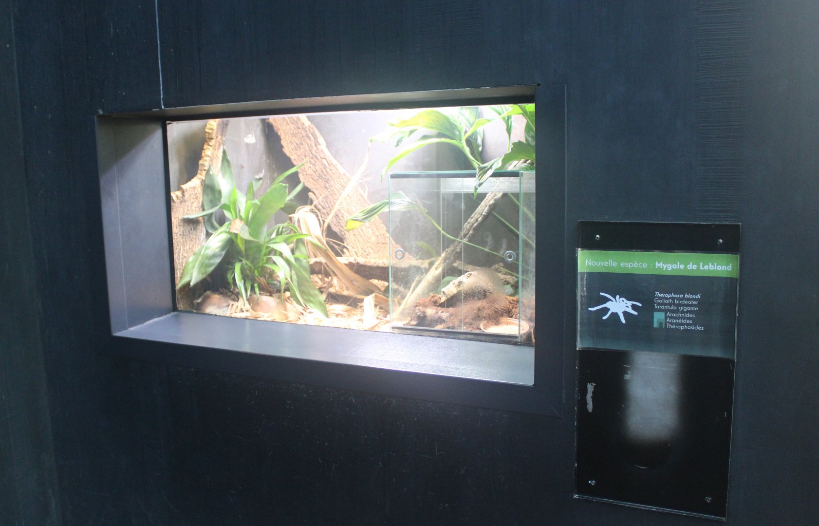 Enclosure and sign LeBlond's tarantula