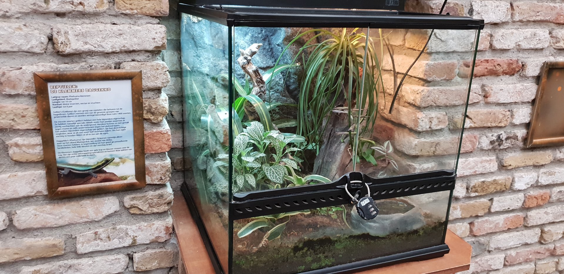 Enclosure and sign Phelsuma klemmeri