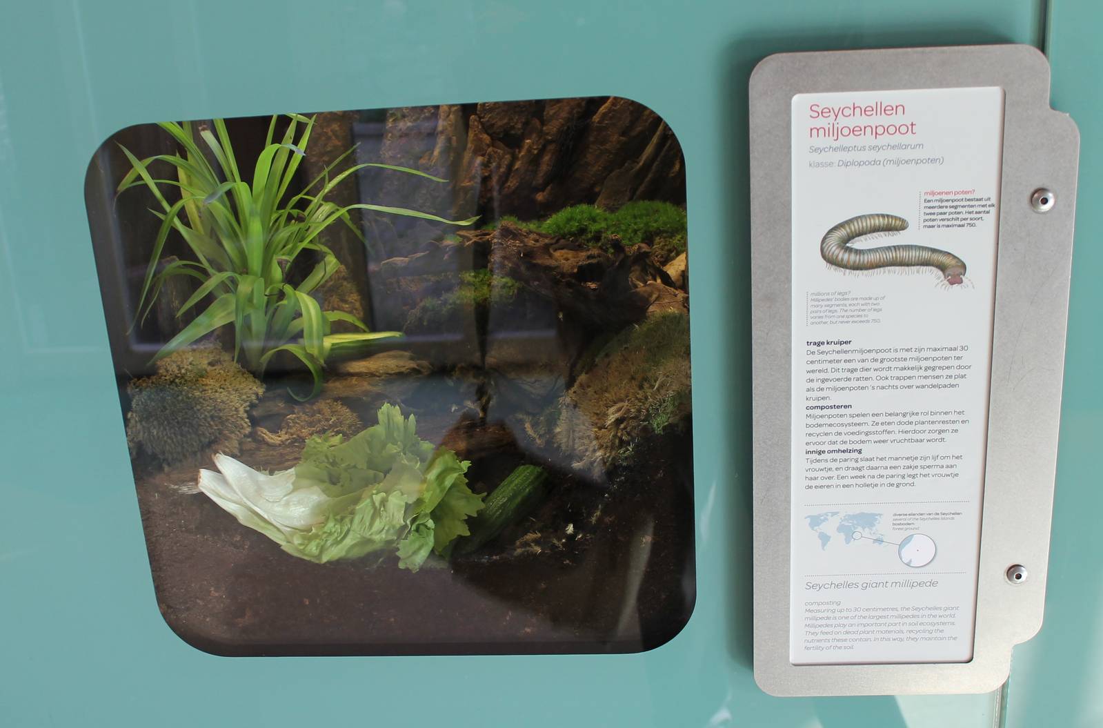 Enclosure and sign Seychelles giant millipede