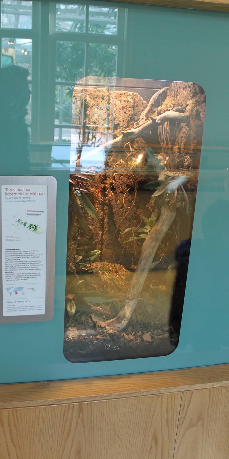 Enclosure and sign Spiny flower mantis