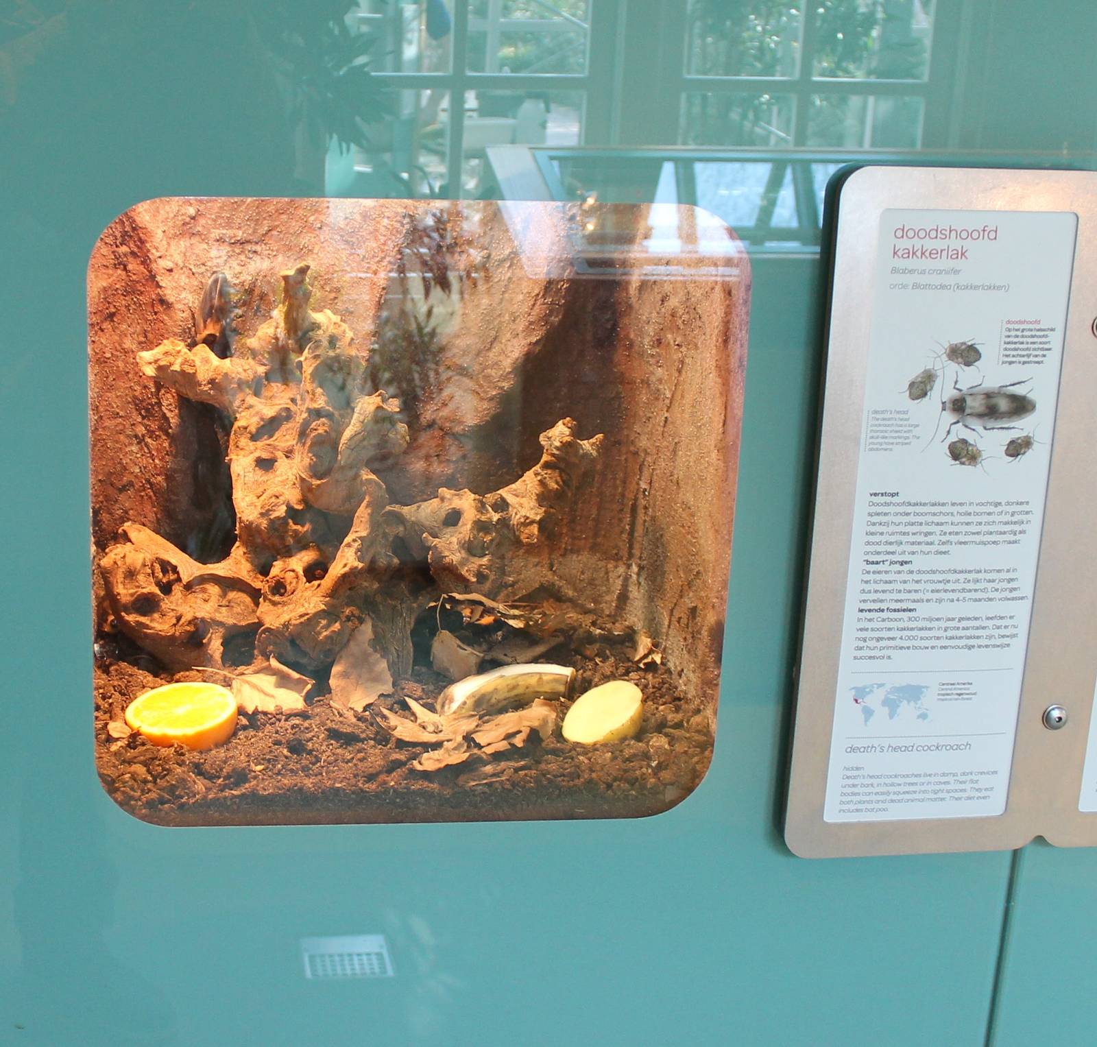 Enclosure and signDeath's head cockroach