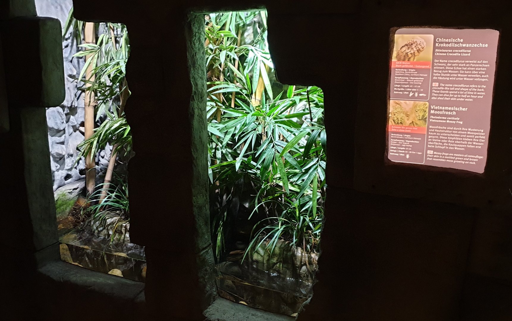 Enclosure and signs Chinese Crocodile-tailed lizard and Mossy frog