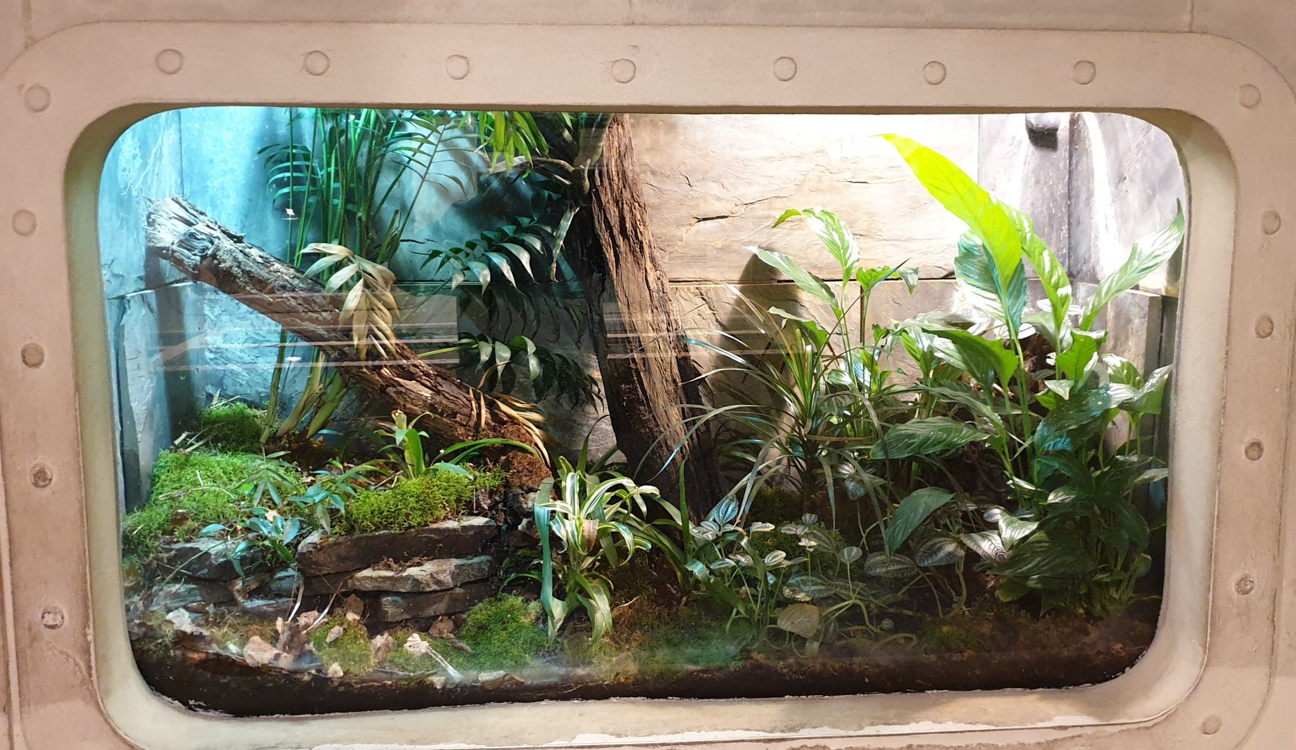 Enclosure Andean marsupial tree-frog