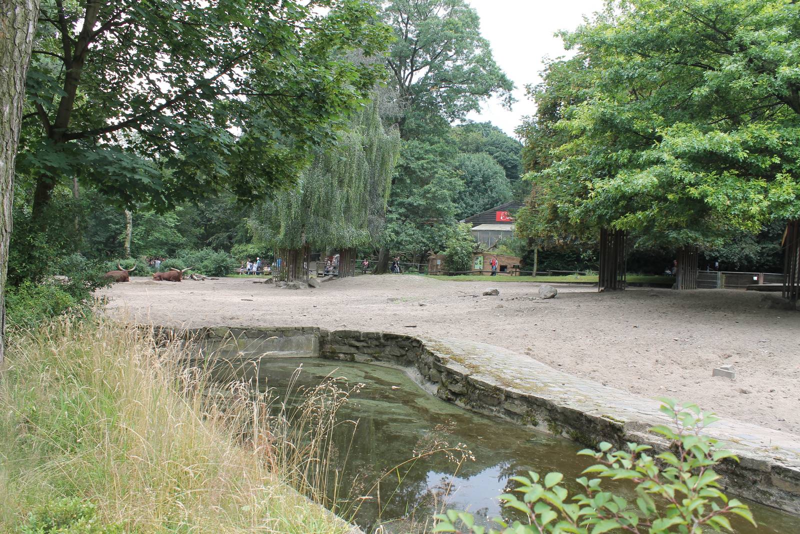 Enclosure Ankole cattle