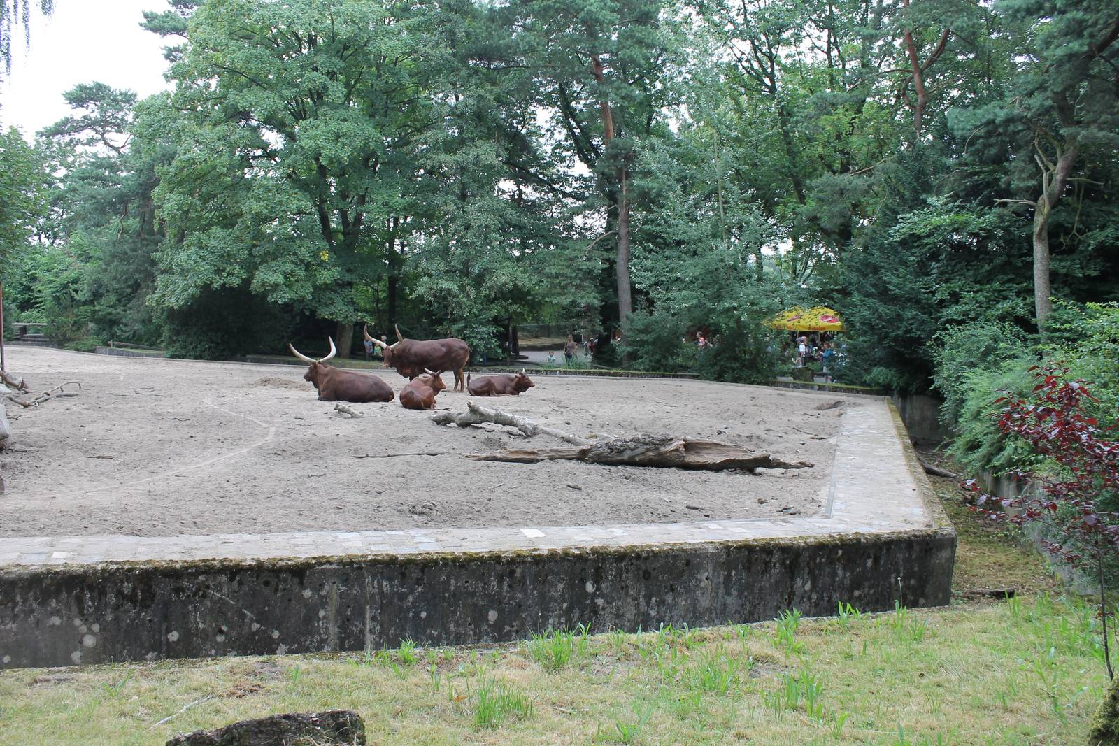 Enclosure Ankole