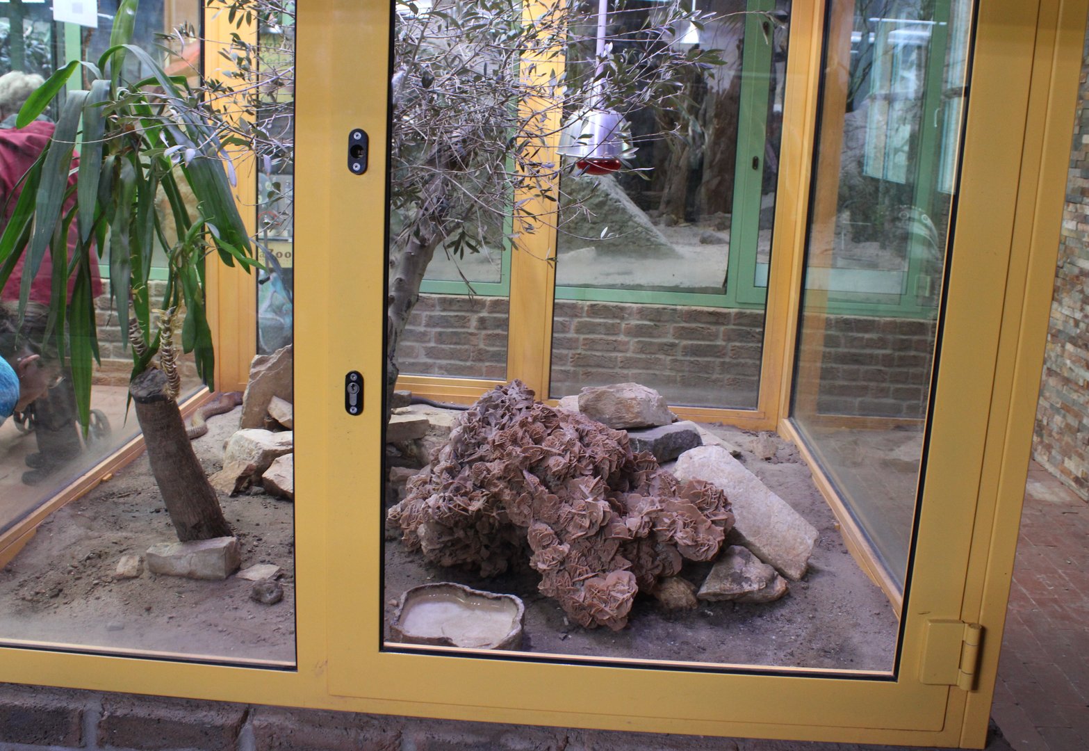 Enclosure Arabian cobra