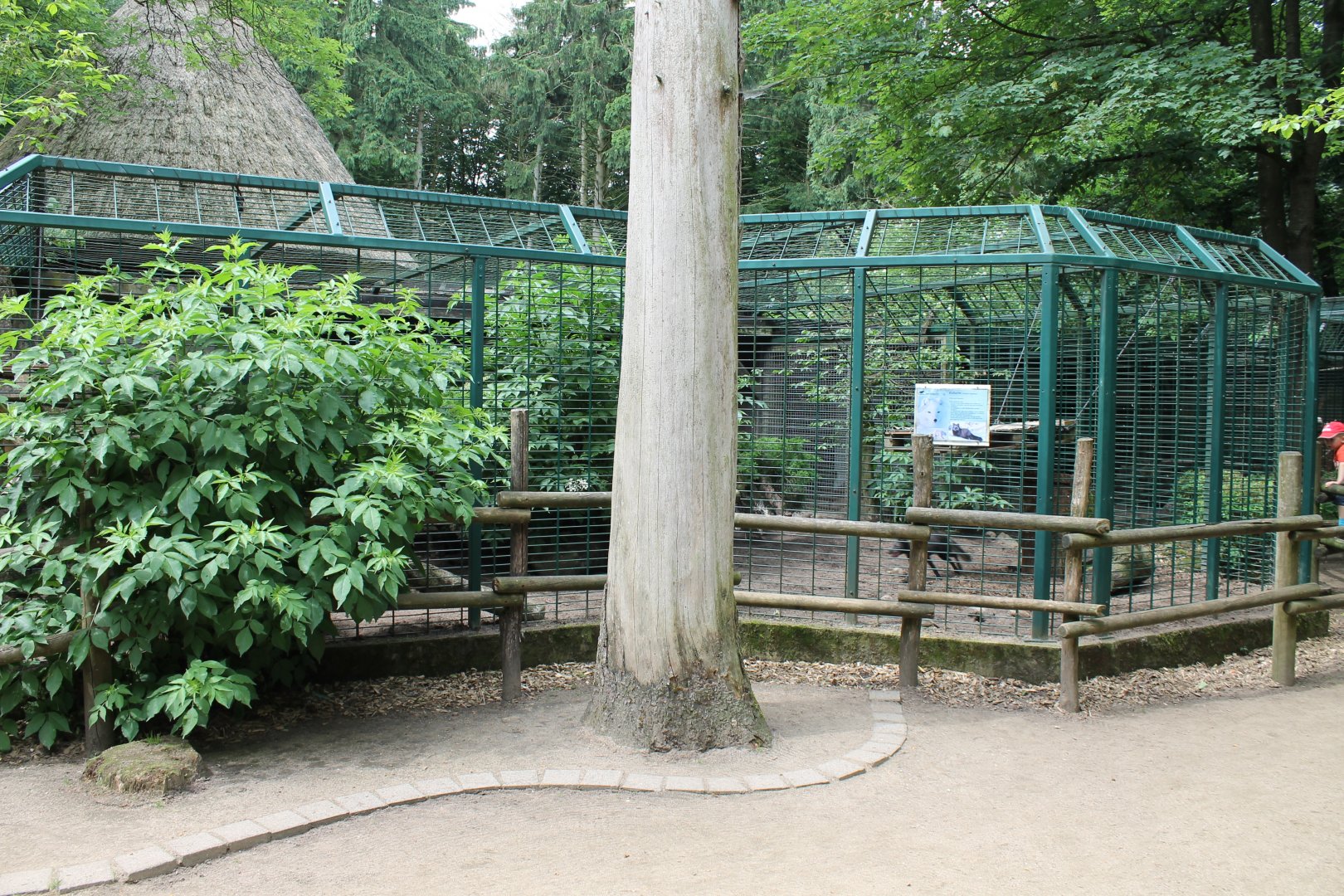 Enclosure Arctic fox