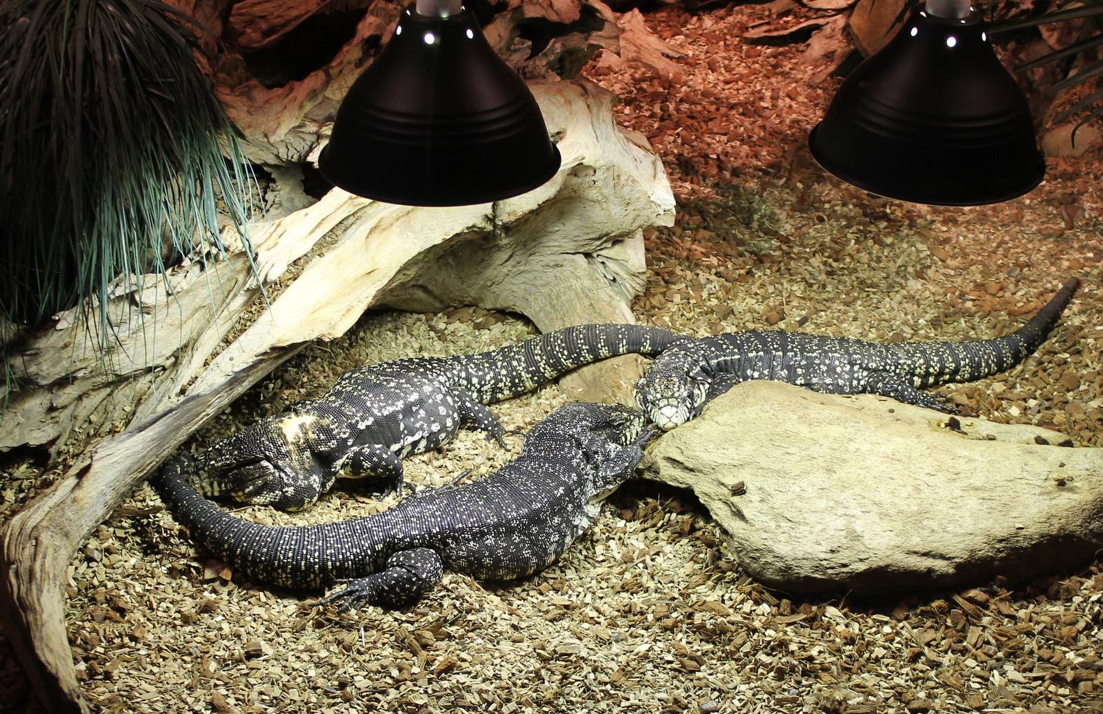 Enclosure Argentine black and white tegus