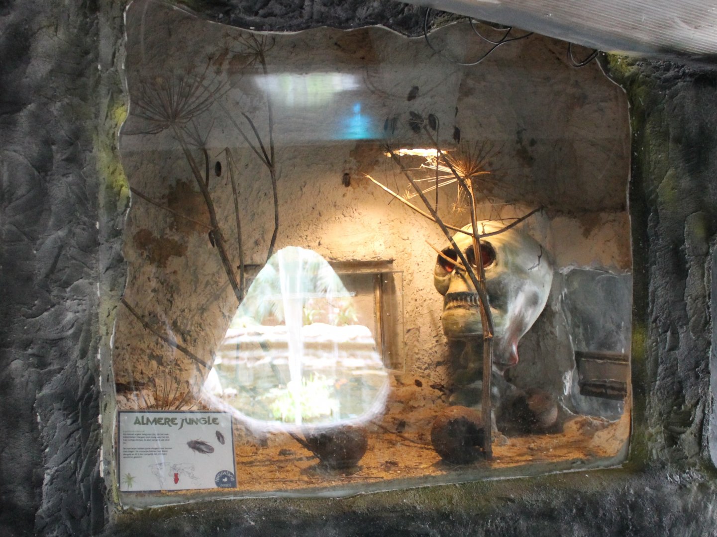 Enclosure Argentinean cockroach