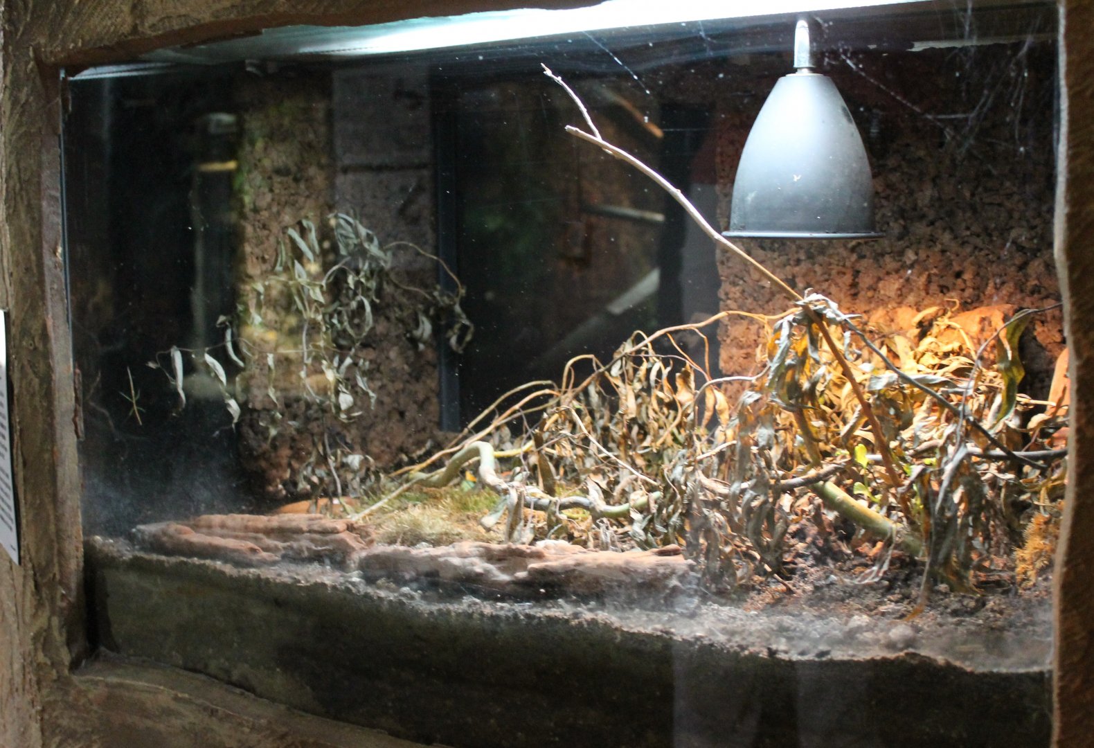 Enclosure Argentinean wood cockroach