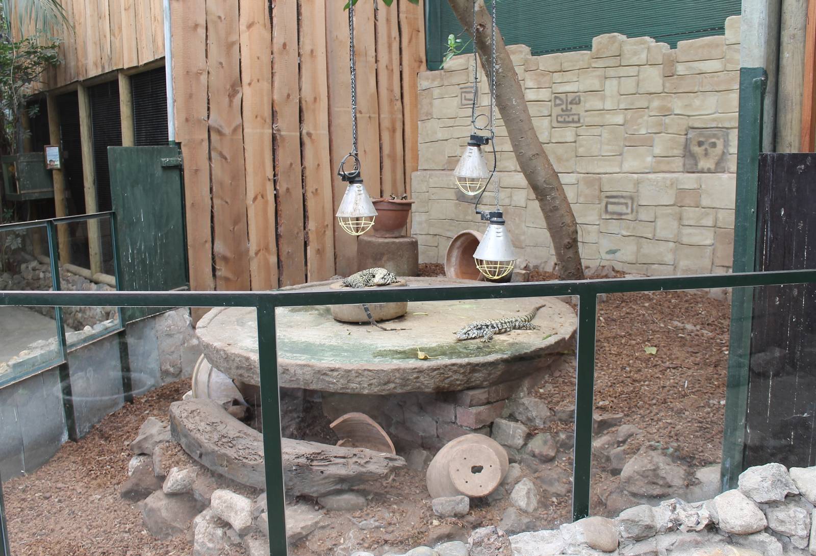 Enclosure Argentinian black and white tegu