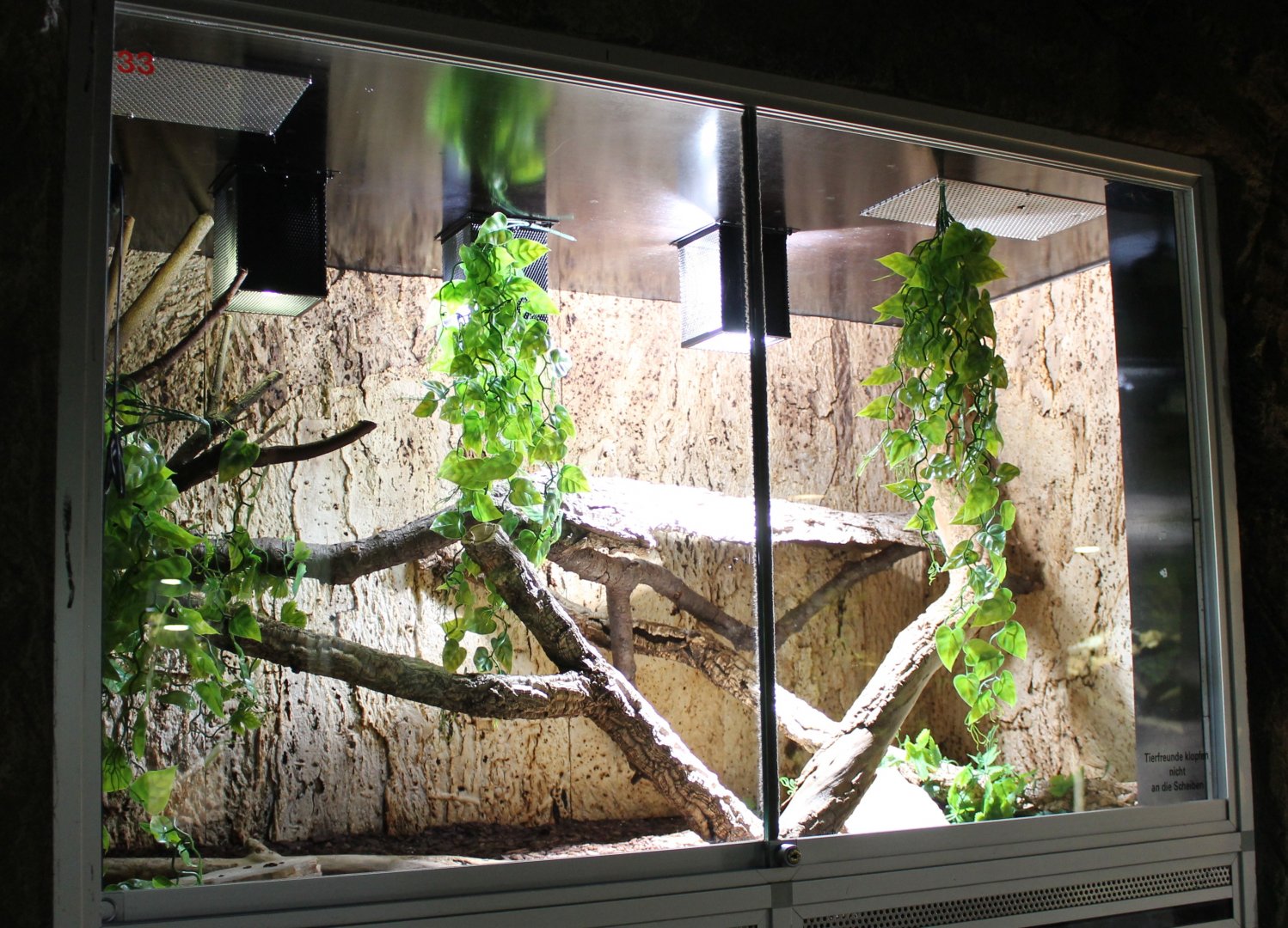 Enclosure Arizona mountain kingsnake