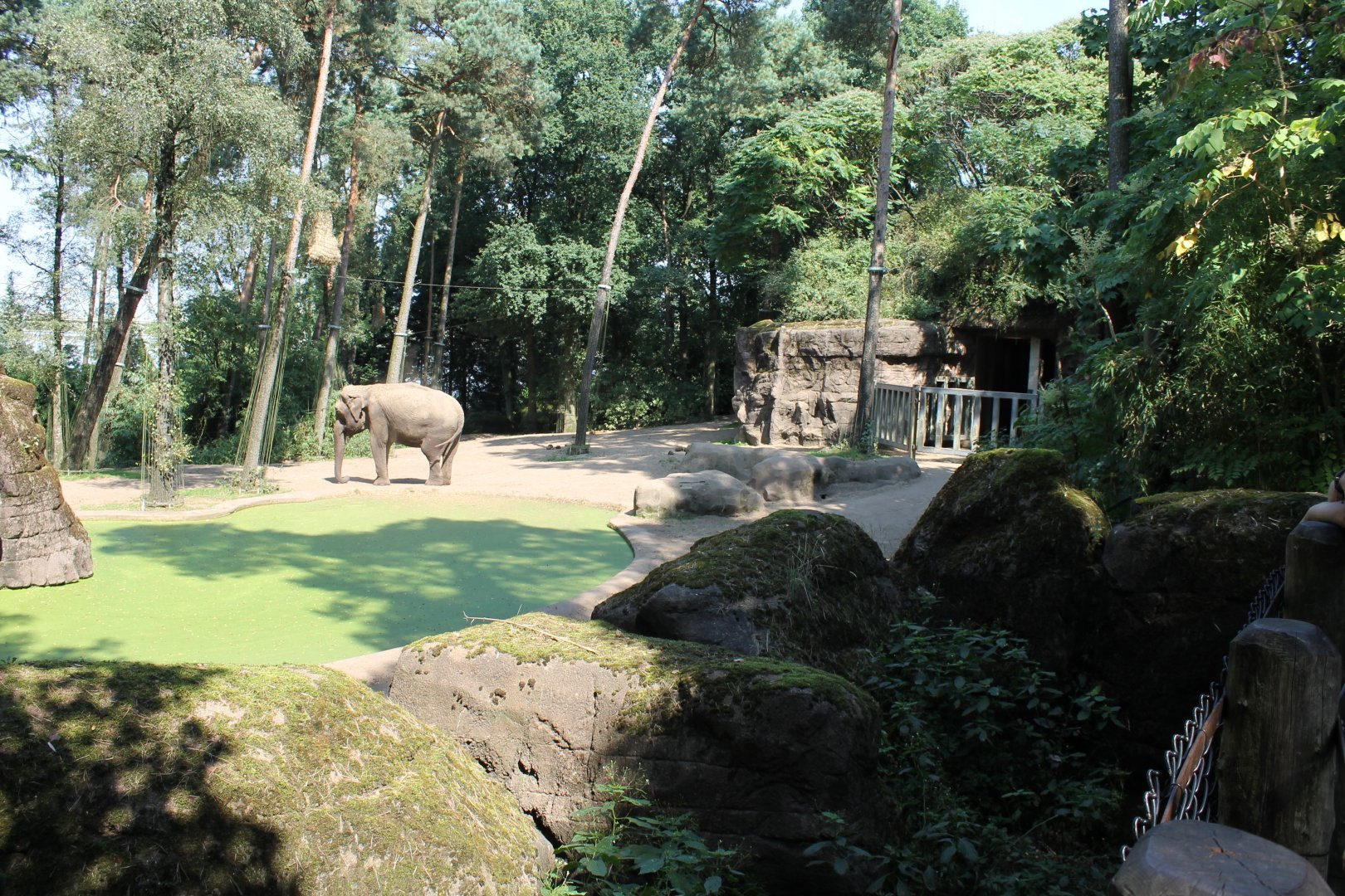 Enclosure Asain elephant