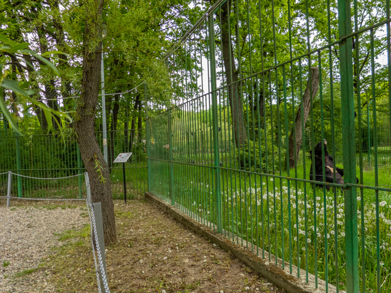 enclosure asian bear