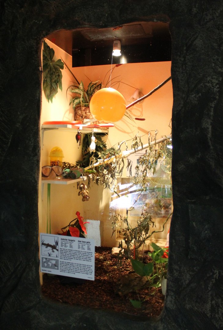 Enclosure Asian house gecko