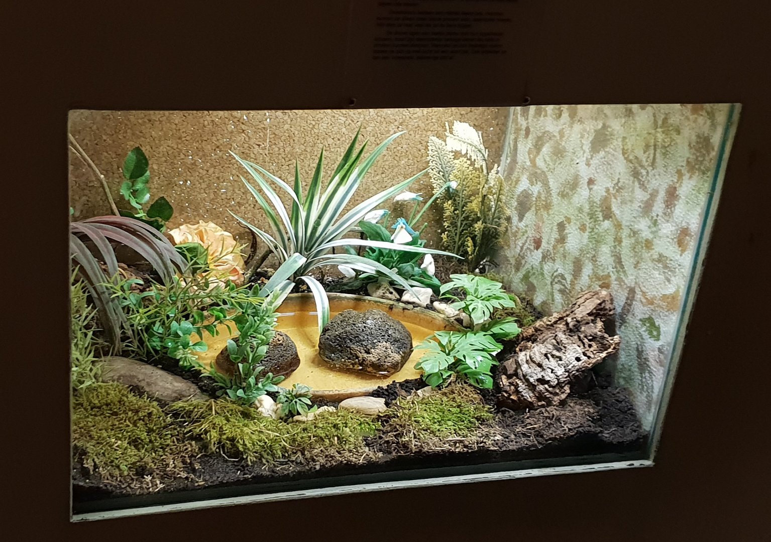 Enclosure Asian painted frog