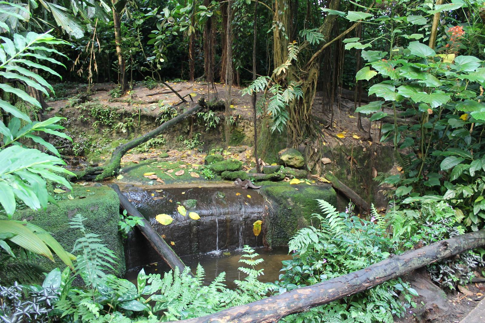 Enclosure Asian small-clawed otter