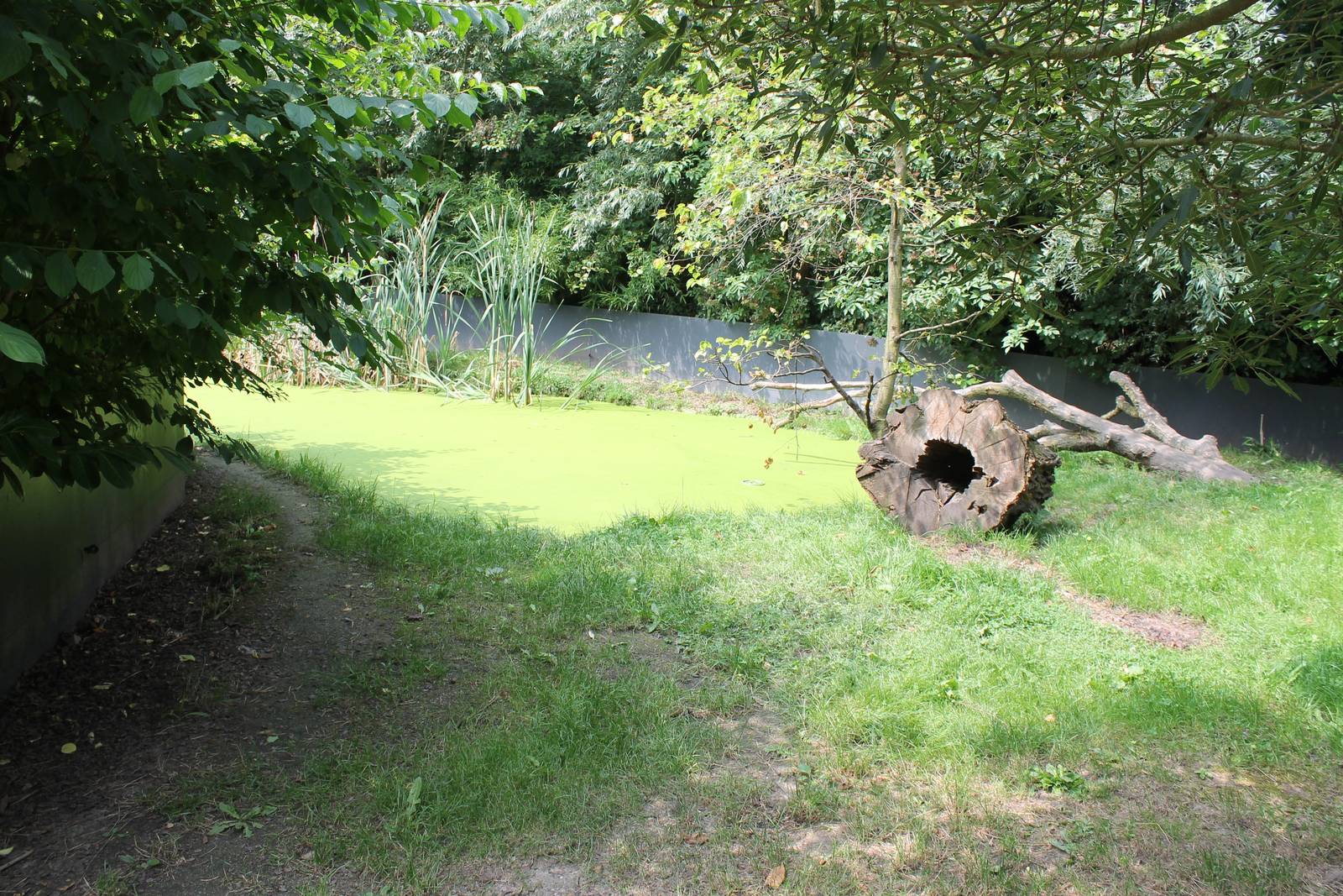 Enclosure Asian small-clawed otter
