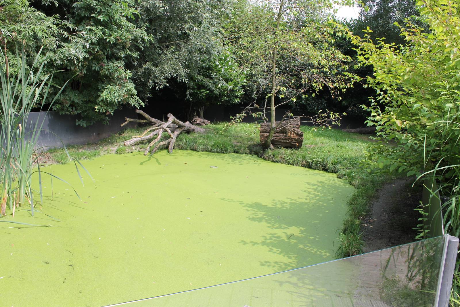 Enclosure Asian small-clawed otter